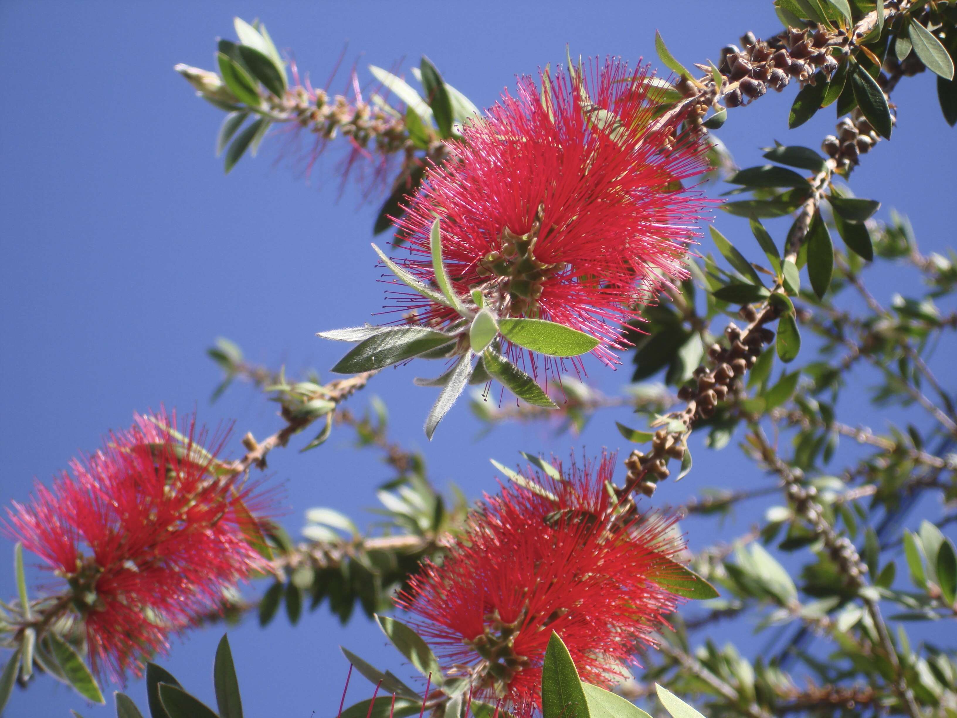 صورة Callistemon citrinus (Curtis) Skeels