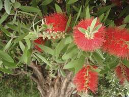 صورة Callistemon citrinus (Curtis) Skeels