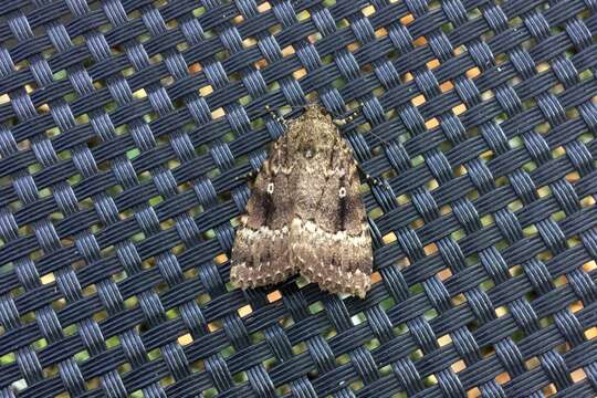 Image of copper underwing