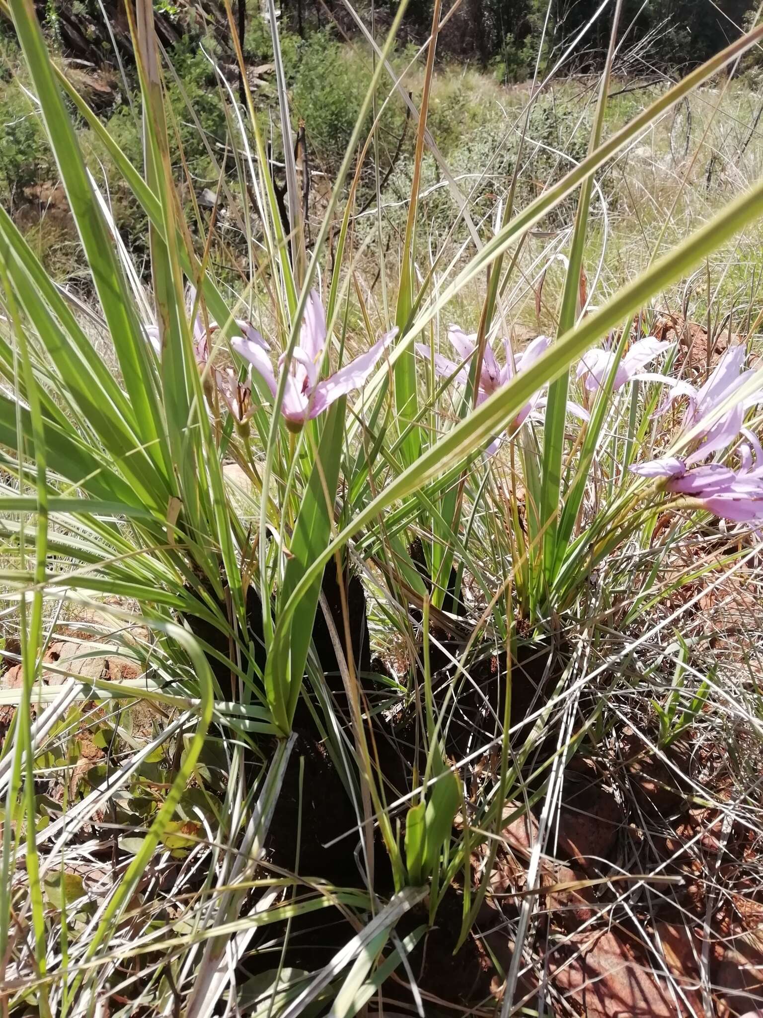 Image of Xerophyta retinervis var. retinervis