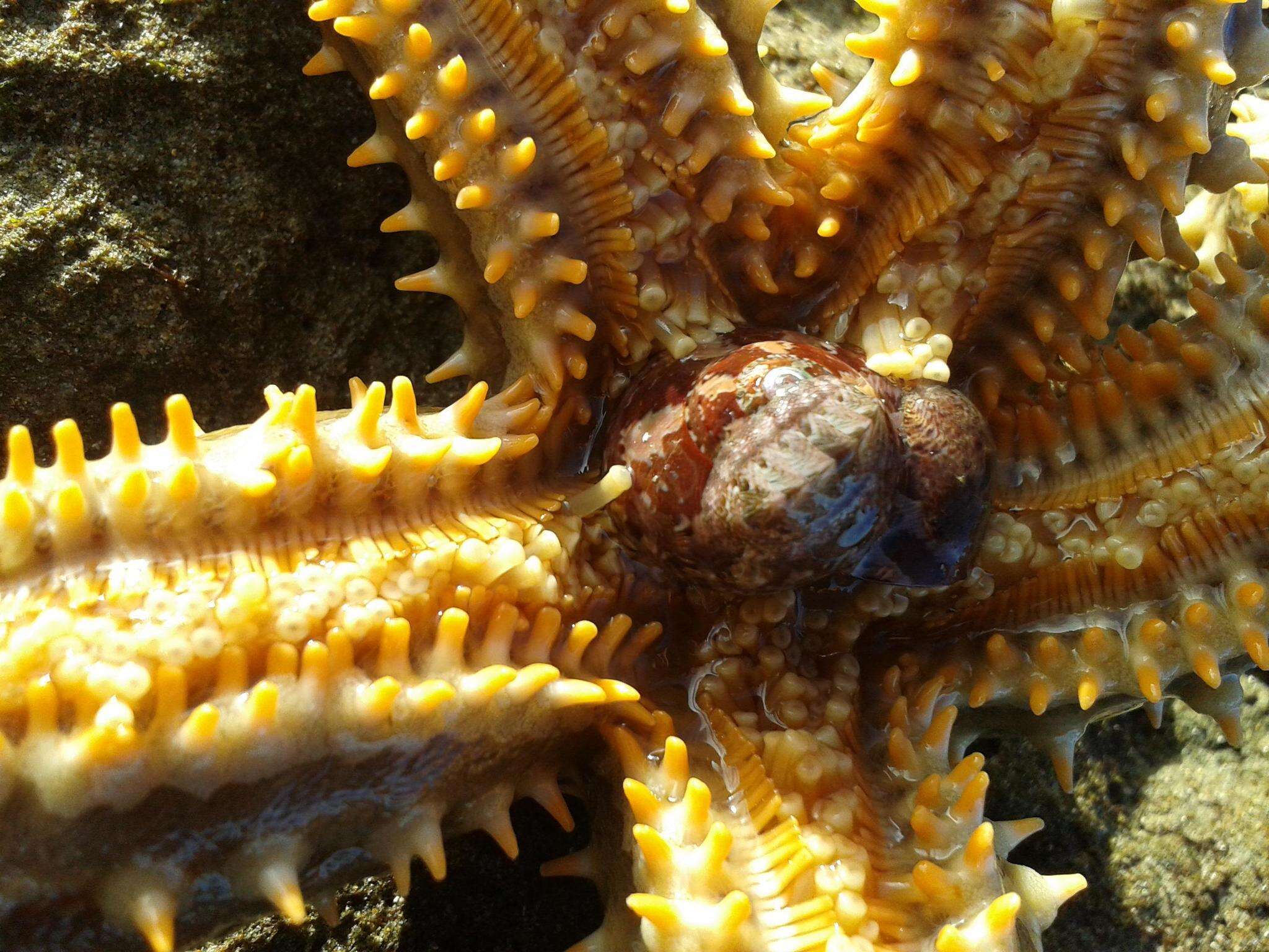 Image of Marthasterias africana (Müller & Troschel 1842)