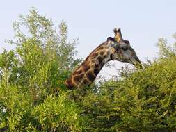 Image of Giraffe