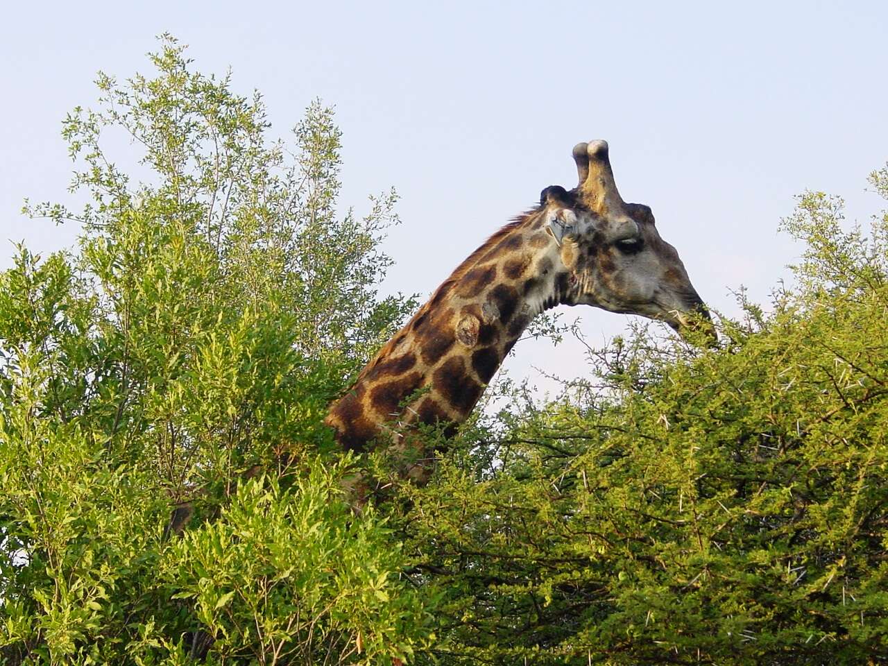 Plancia ëd Giraffa camelopardalis (Linnaeus 1758)