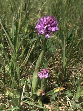 Sivun Neotinea tridentata subsp. tridentata kuva