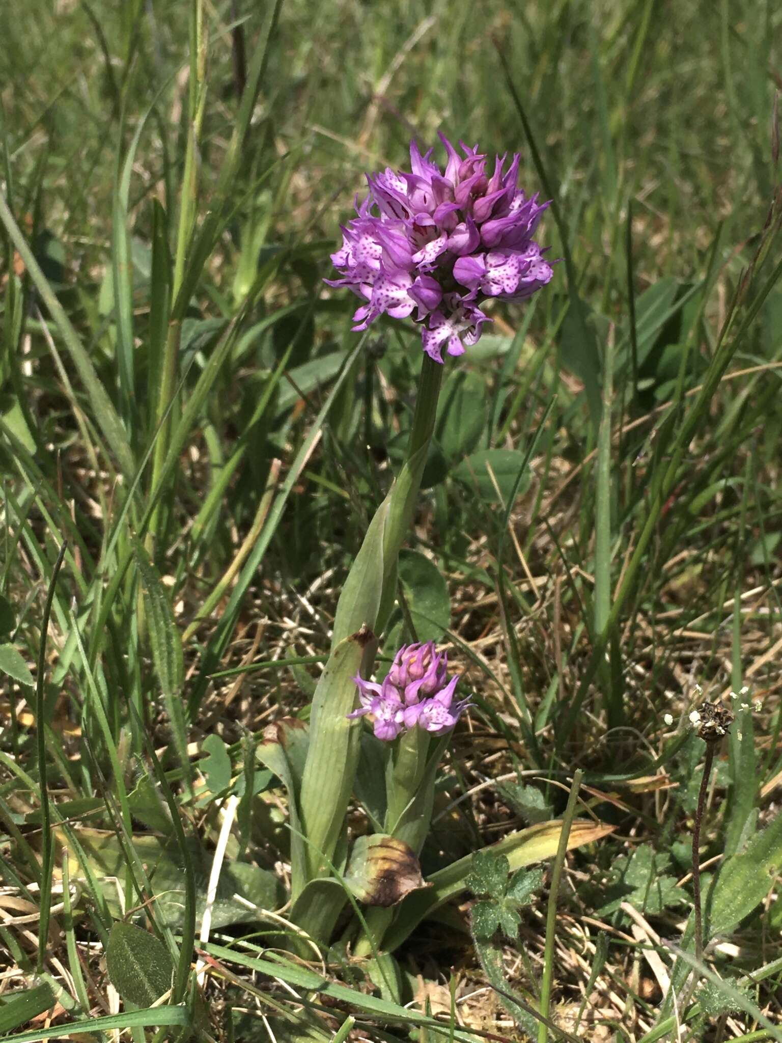 Image of Neotinea tridentata subsp. tridentata