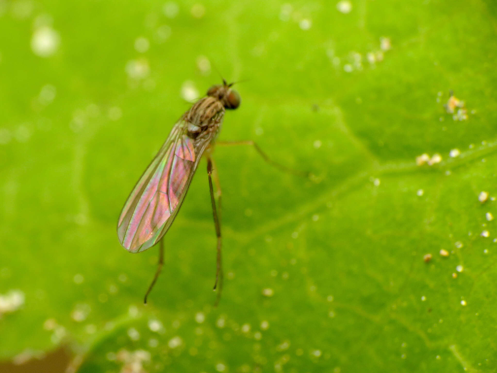 Imagem de Sympycnus lineatus Loew 1861