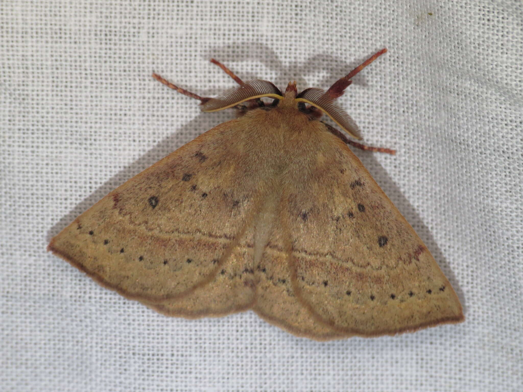 Anthela repleta (Walker 1855)的圖片