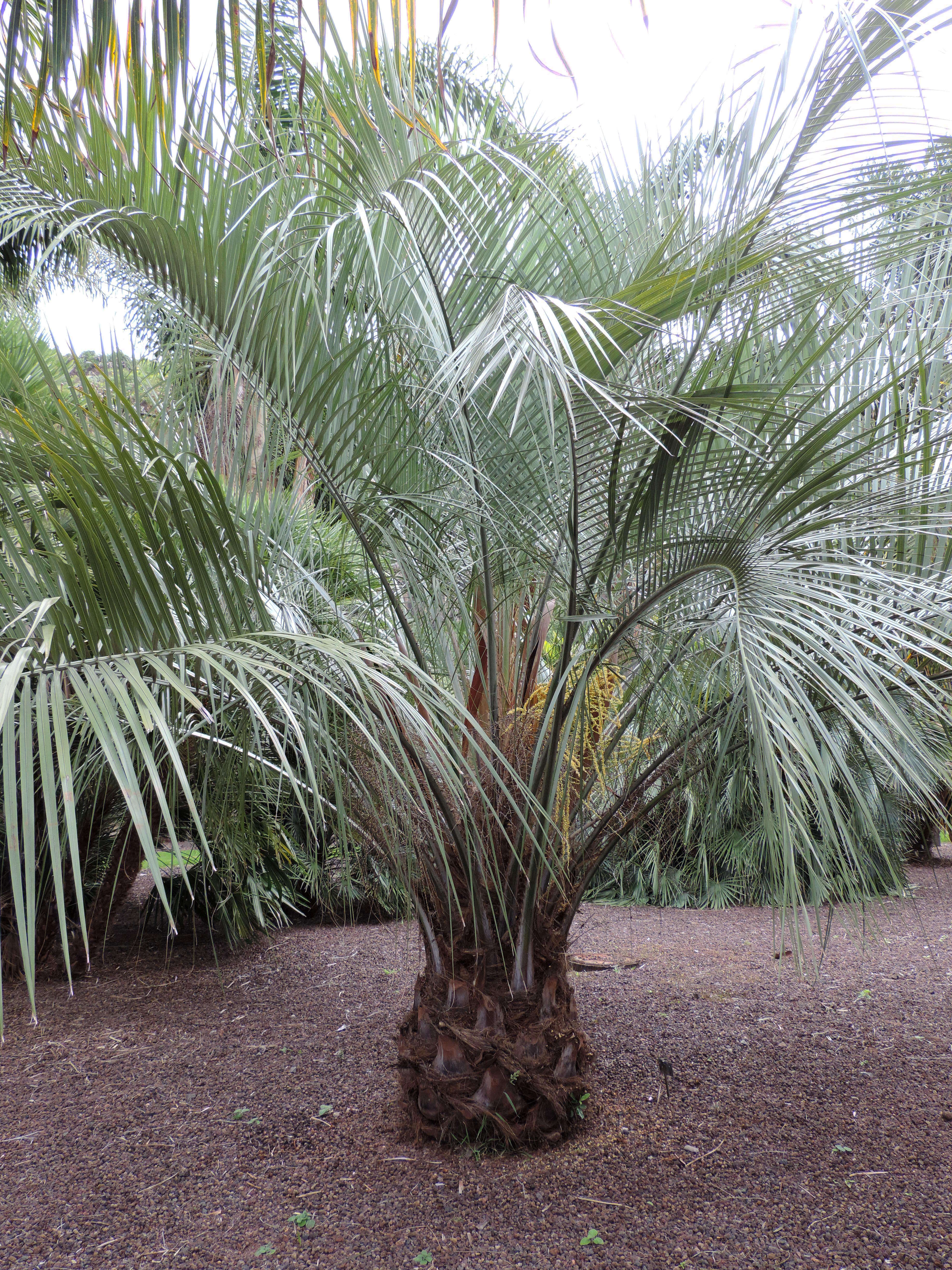 Image of Woolly butia palm