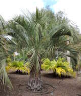 Image of Yatay palm