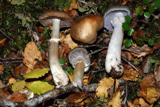 Image of Cortinarius meleagris (E. Horak & G. M. Taylor) E. Horak, Peintner, M. M. Moser & Vilgalys 2002