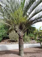 Image of Triangle palm