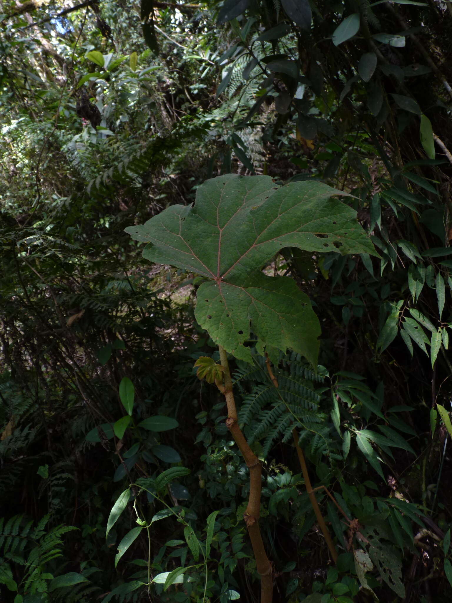 Image of Begonia parviflora Poepp. & Endl.