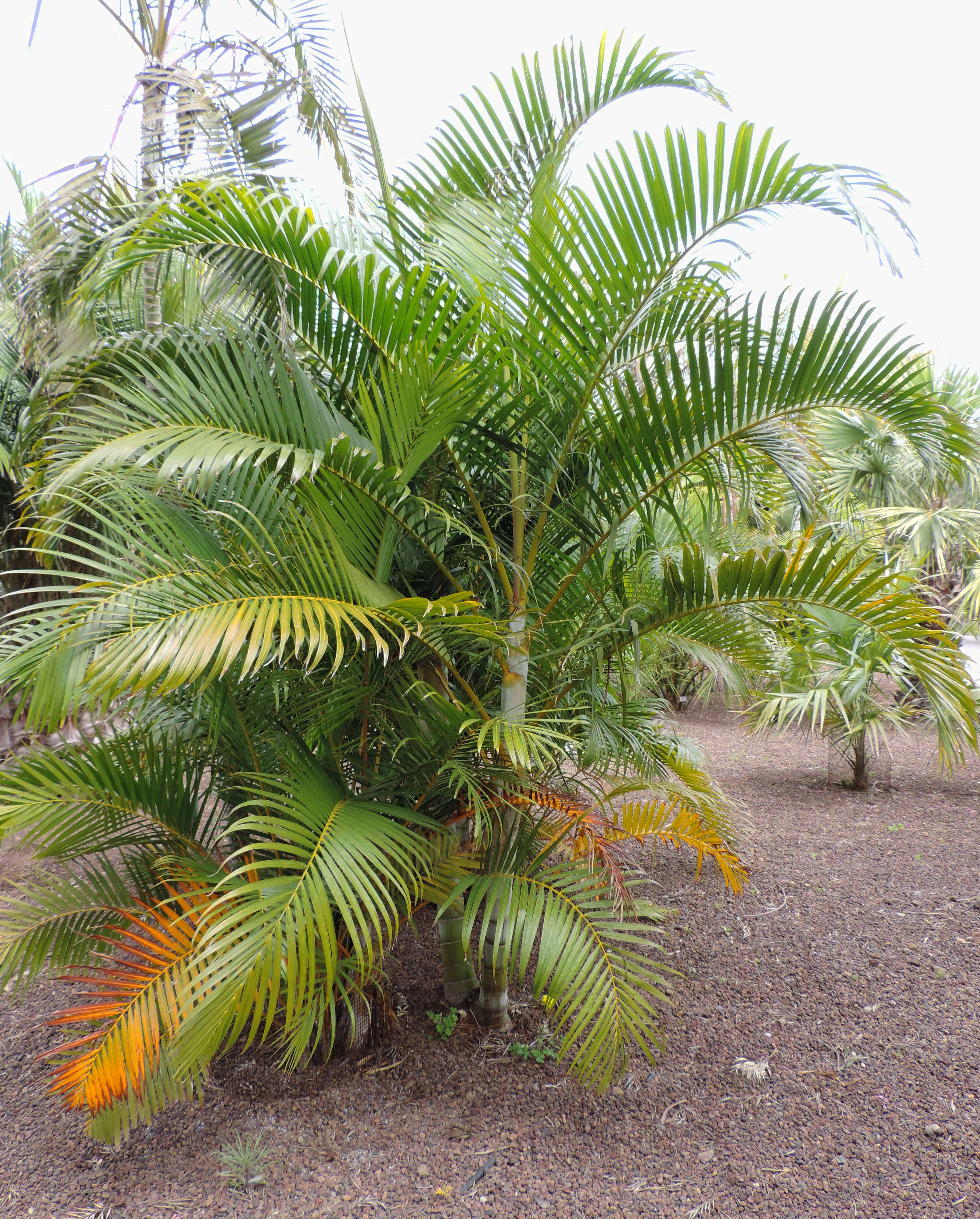 Image of Areca Palm