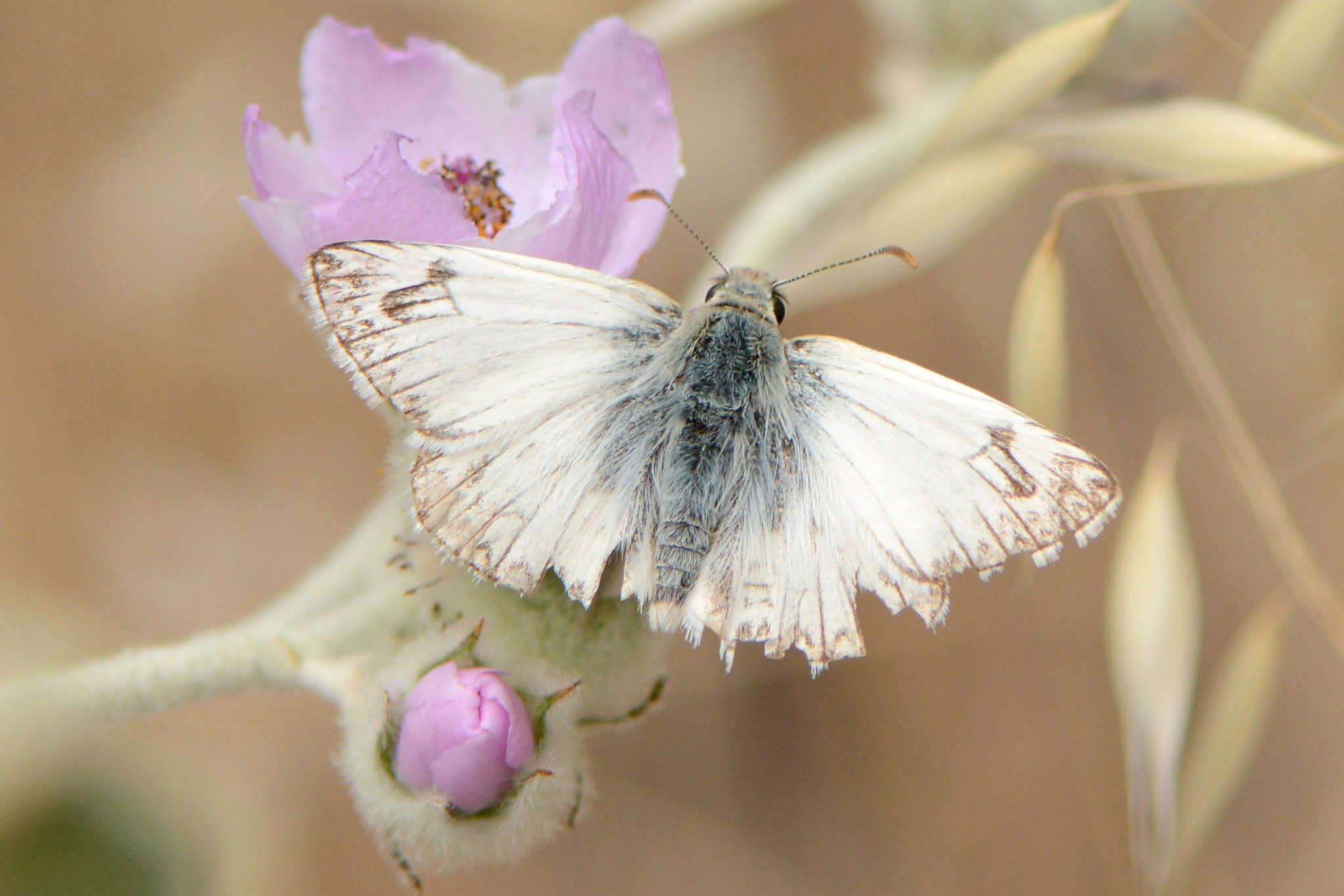 Plancia ëd Heliopetes ericetorum Boisduval 1852