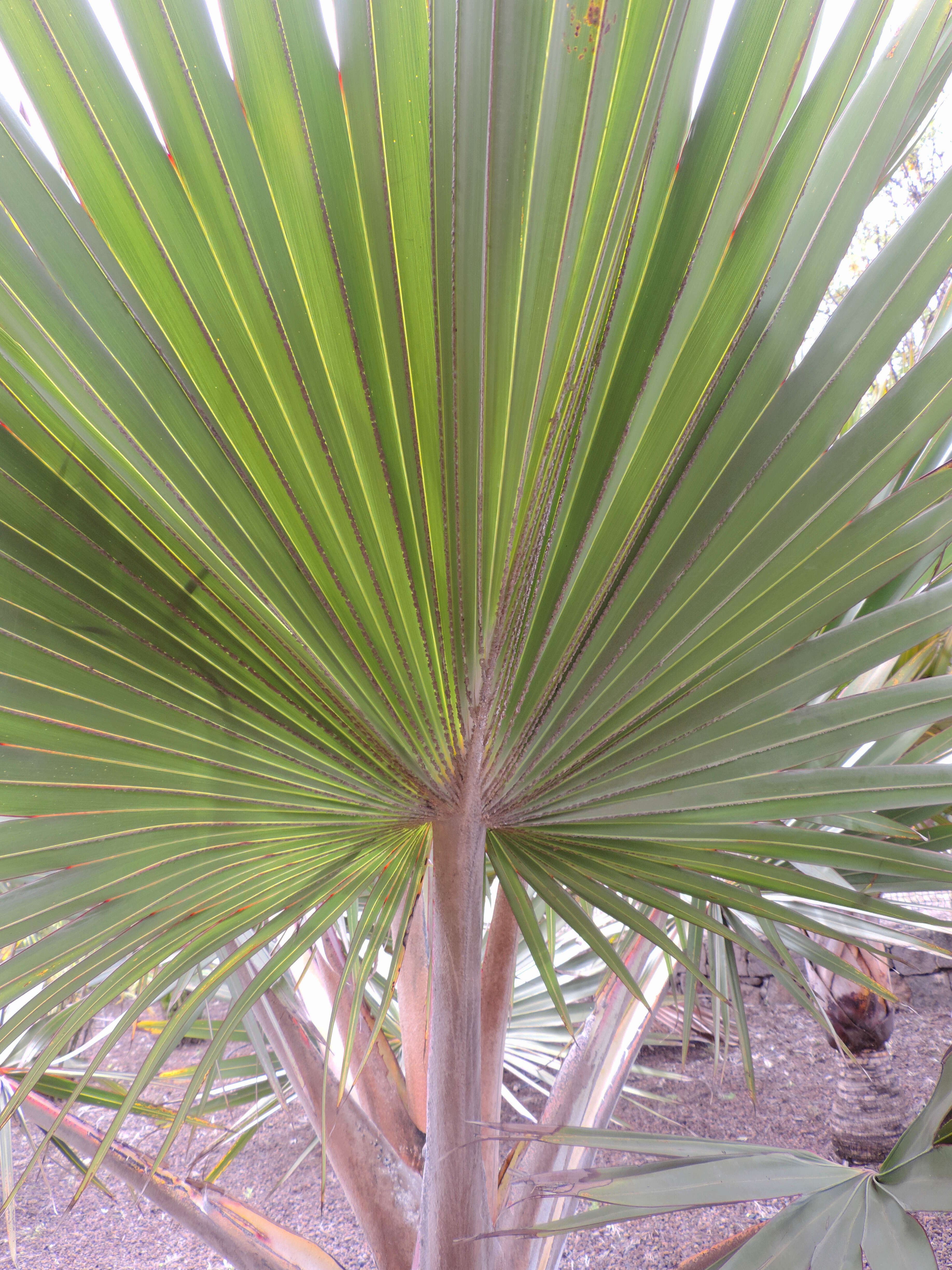 Image of Red latan palm