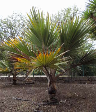 Image of Red latan palm