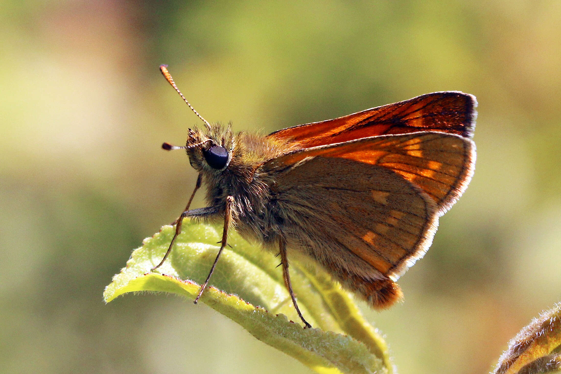 Image of Ochlodes sylvanus