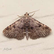 Image of Four-spotted Fungus Moth