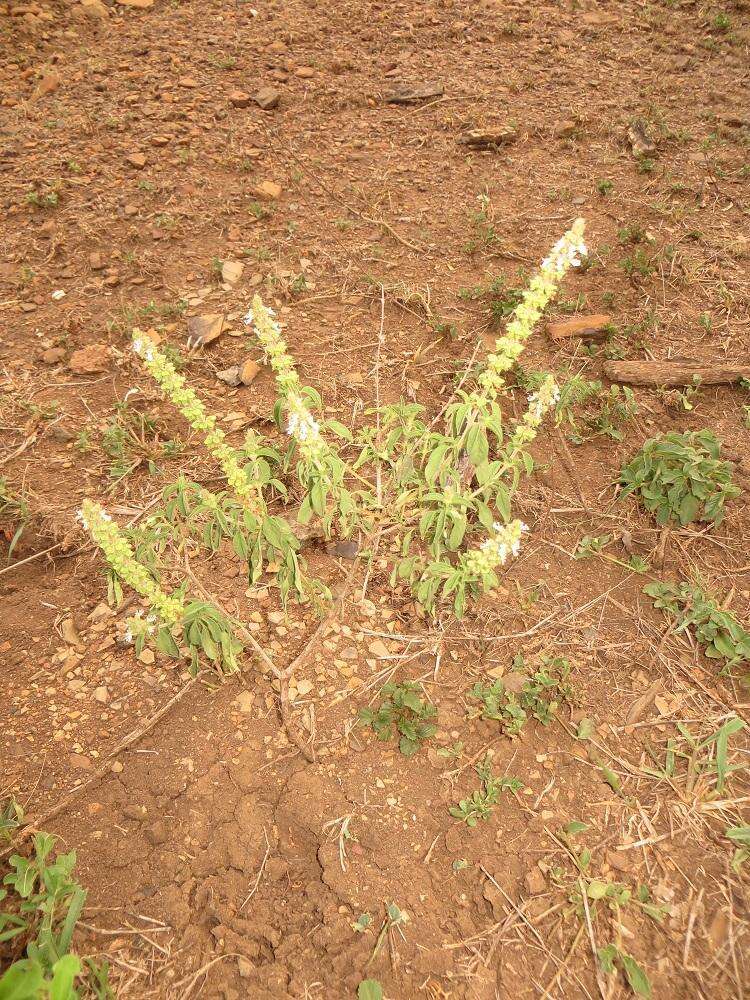 Imagem de Ocimum americanum var. americanum