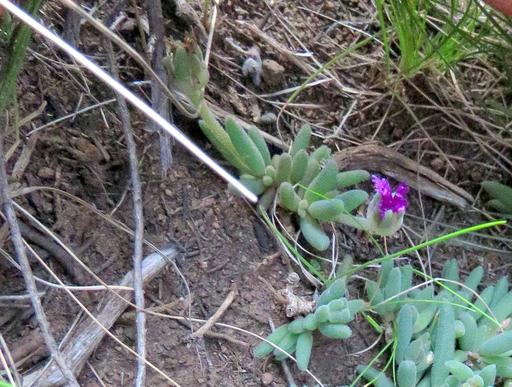 Image of Delosperma lootsbergense Lavis