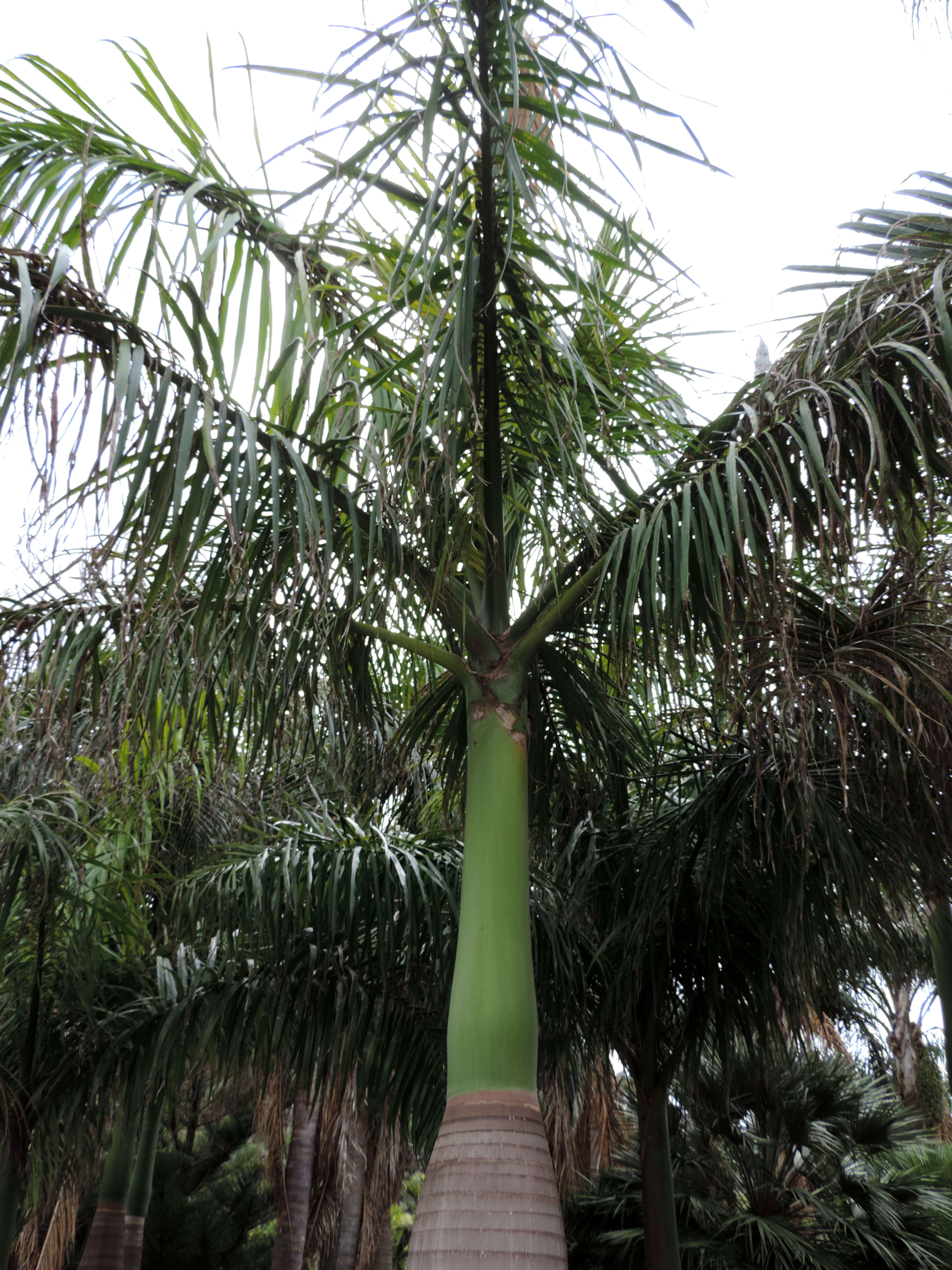 Image of Roystonea oleracea (Jacq.) O. F. Cook