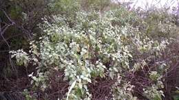 Imagem de Barleria longiflora L. fil.