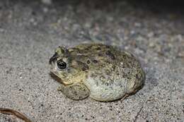 Image of Arroyo toad