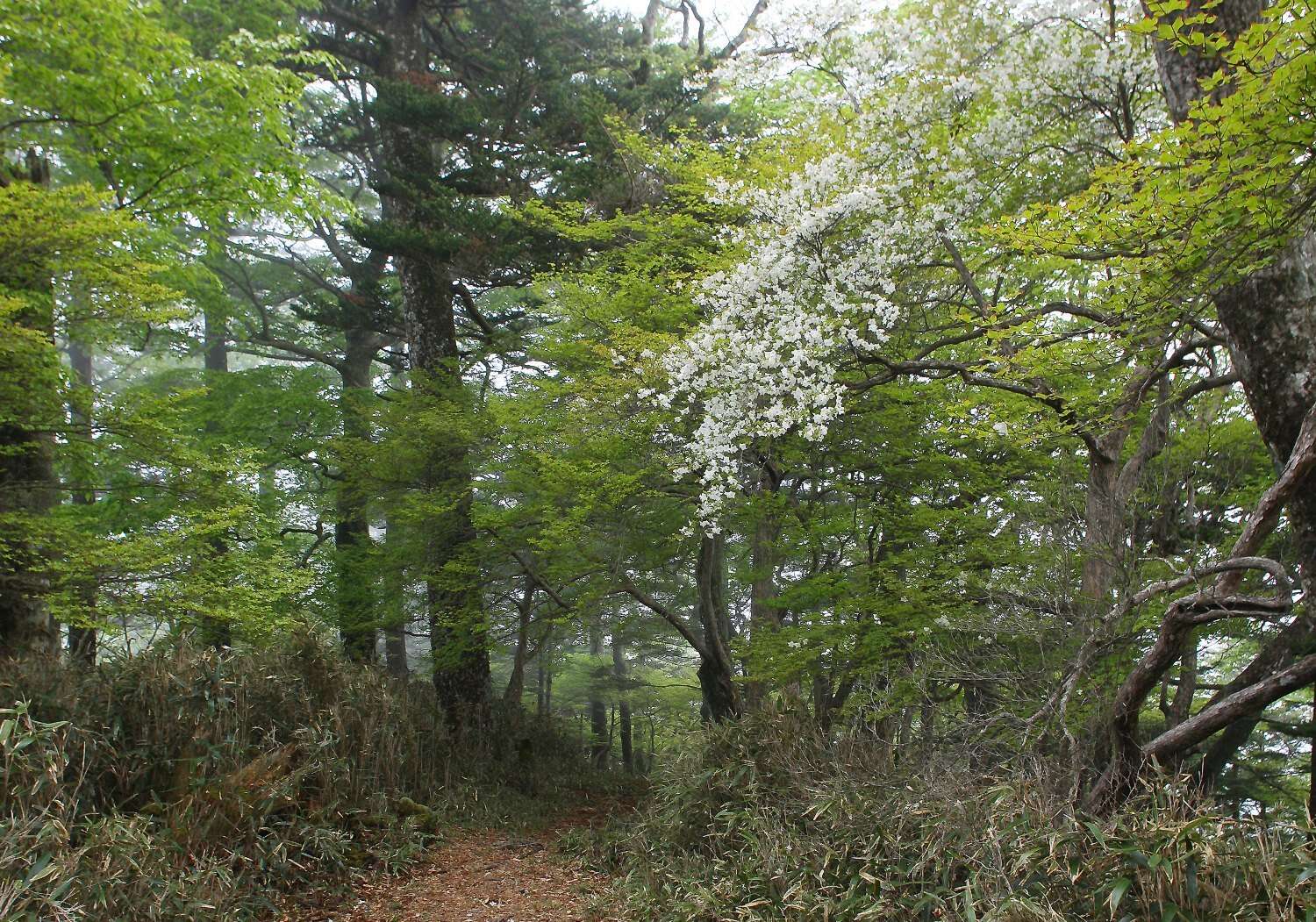 Imagem de Rhododendron quinquefolium Bisset & S. Moore