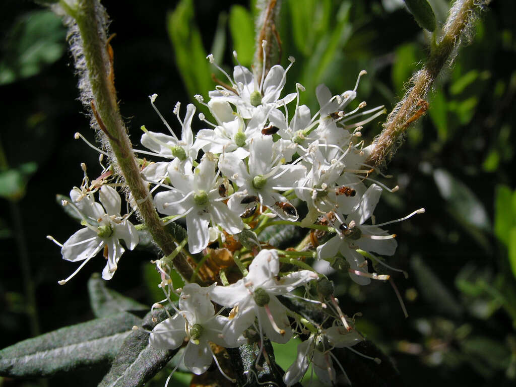 Image of Rusty Labrador-Tea