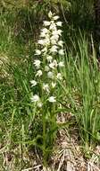 Cephalanthera longifolia (L.) Fritsch resmi