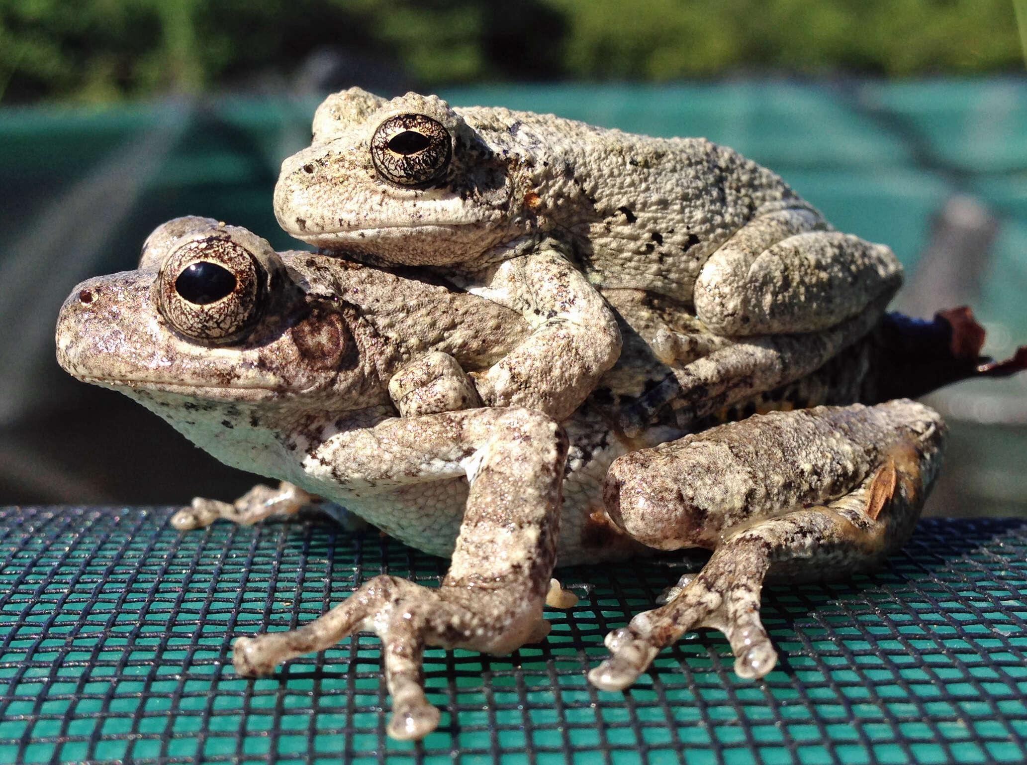 Image of Cope's Gray Treefrog