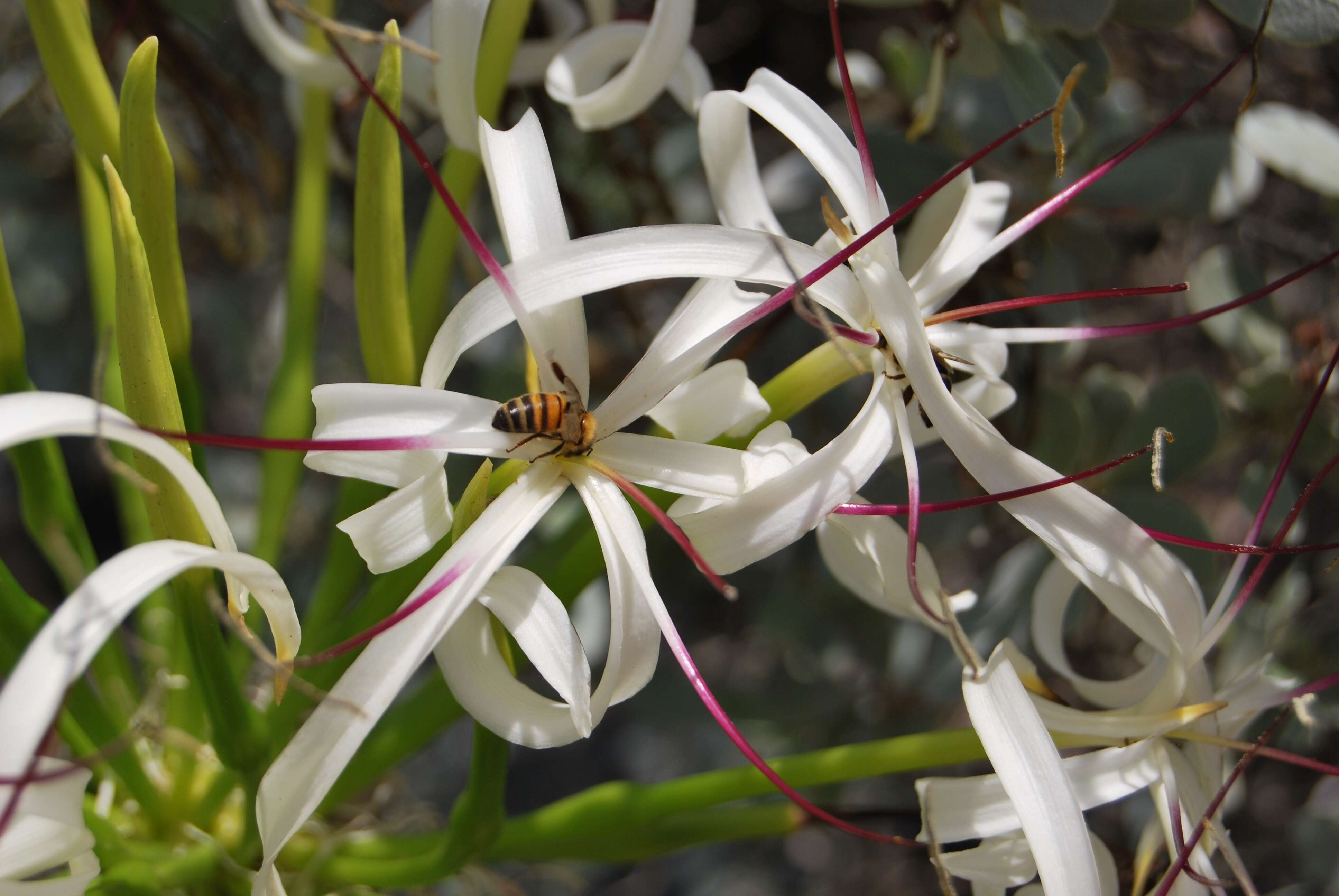 Image of Mangrove lily