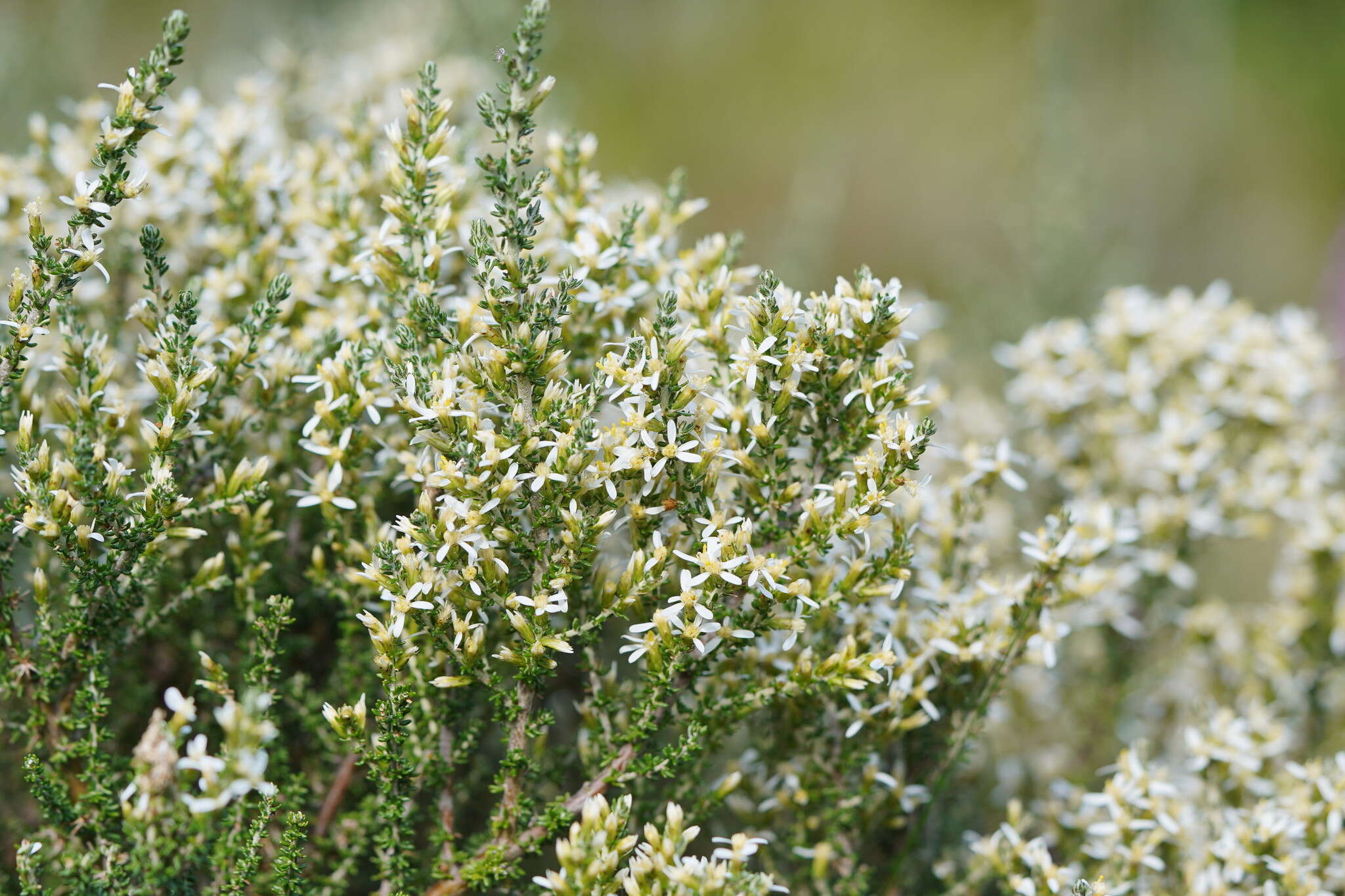 Image of Alpine Daisy-bush