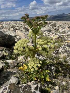 Image of rose angelica