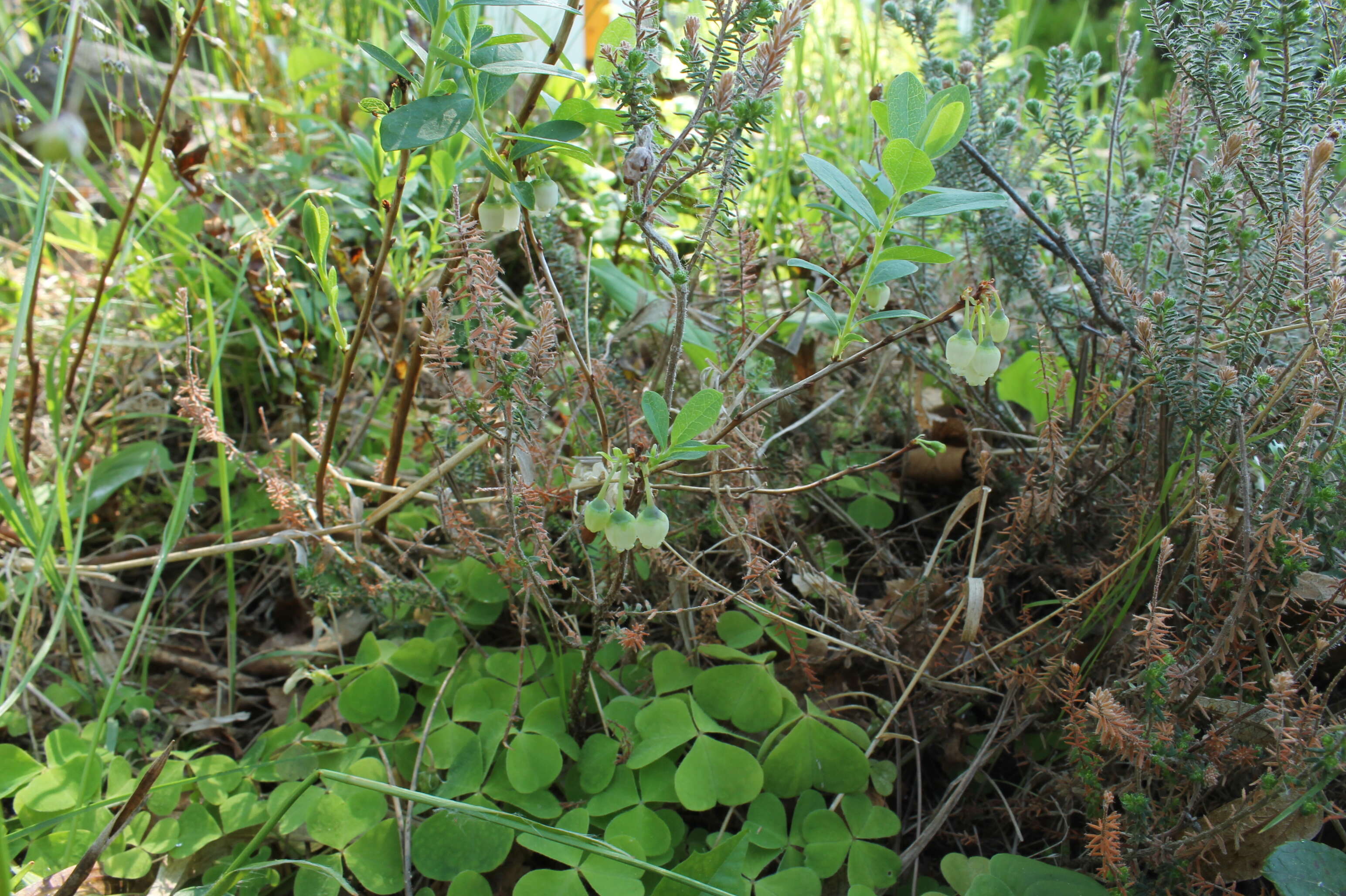 Image of alpine bilberry