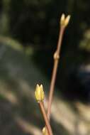 Imagem de Staphylea pinnata L.