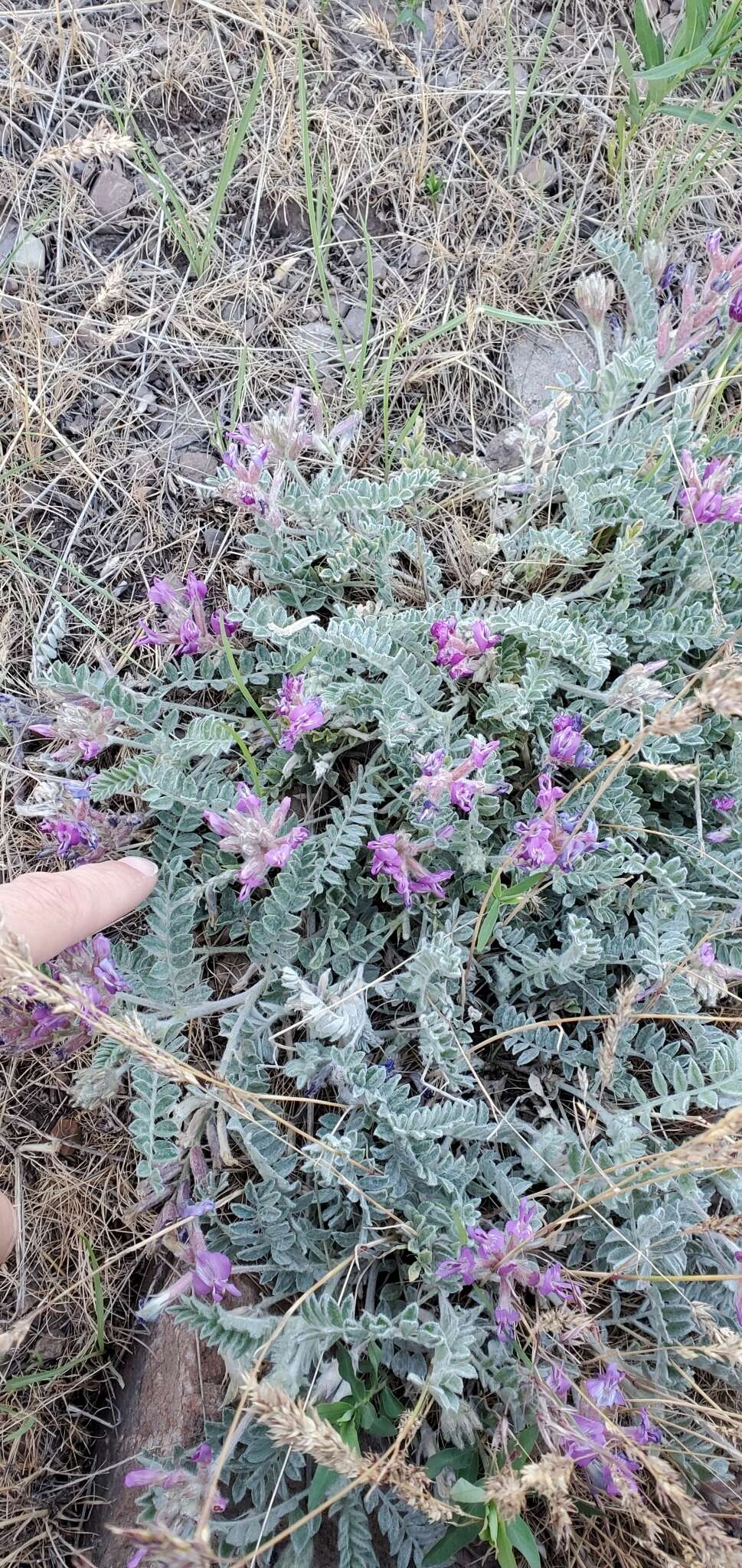 Image of bent milkvetch