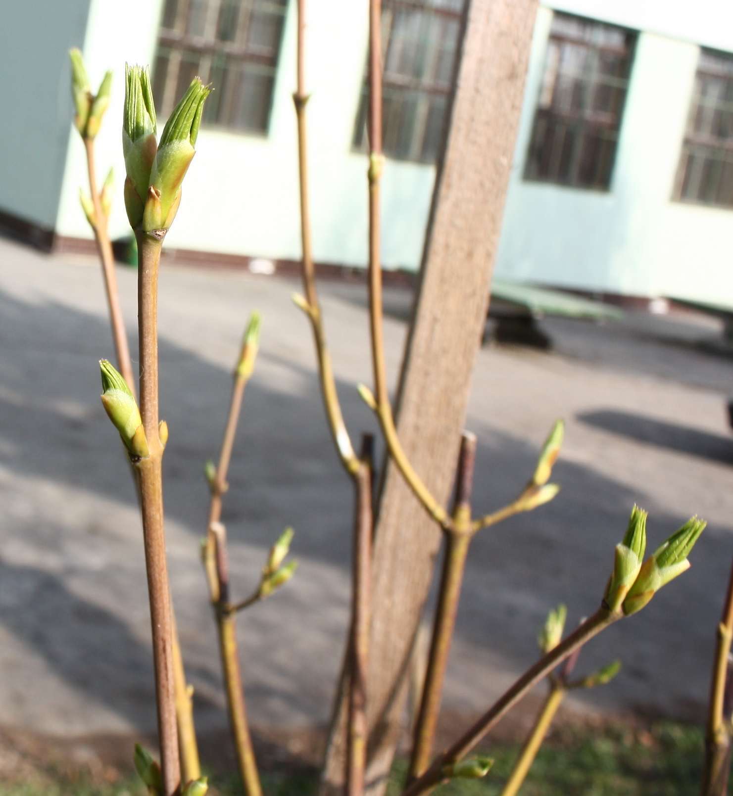 Imagem de Staphylea pinnata L.