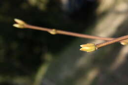 Imagem de Staphylea pinnata L.