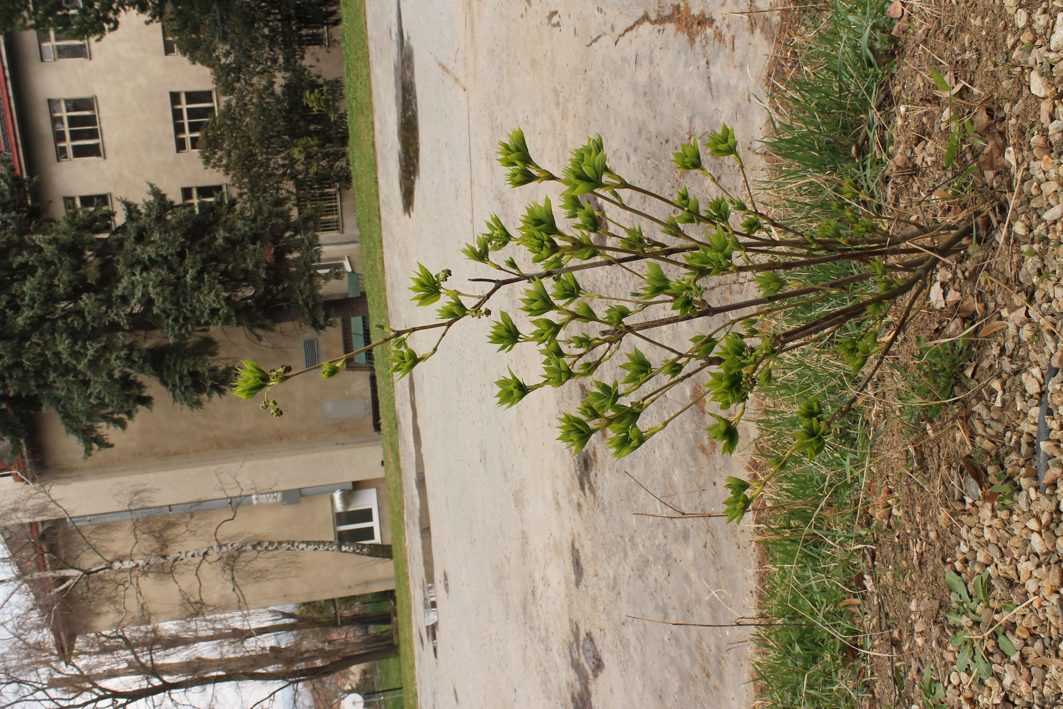 Image de arbre aux pistaches