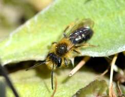 Image of Andrena dunningi Cockerell 1898