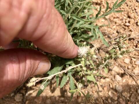 Image of diffuse knapweed