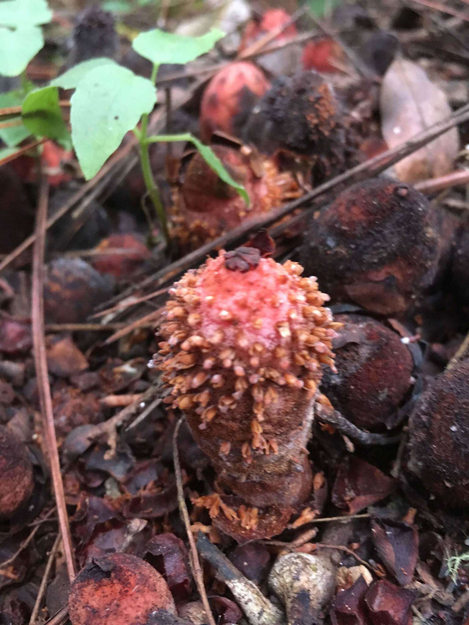 Imagem de Scybalium jamaicense (Sw.) Schott & Endl.