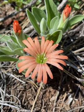 Image of Klamath Mountain catchfly