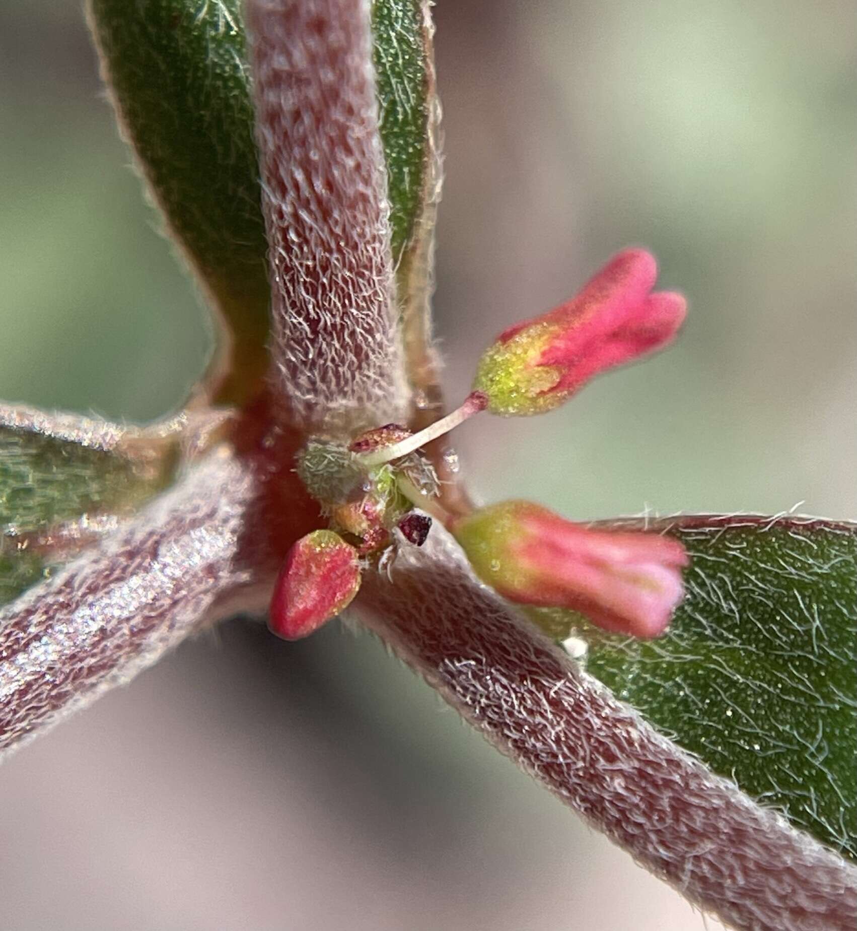 Image of Howell's buckwheat