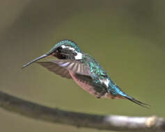 Image of White-bellied Woodstar