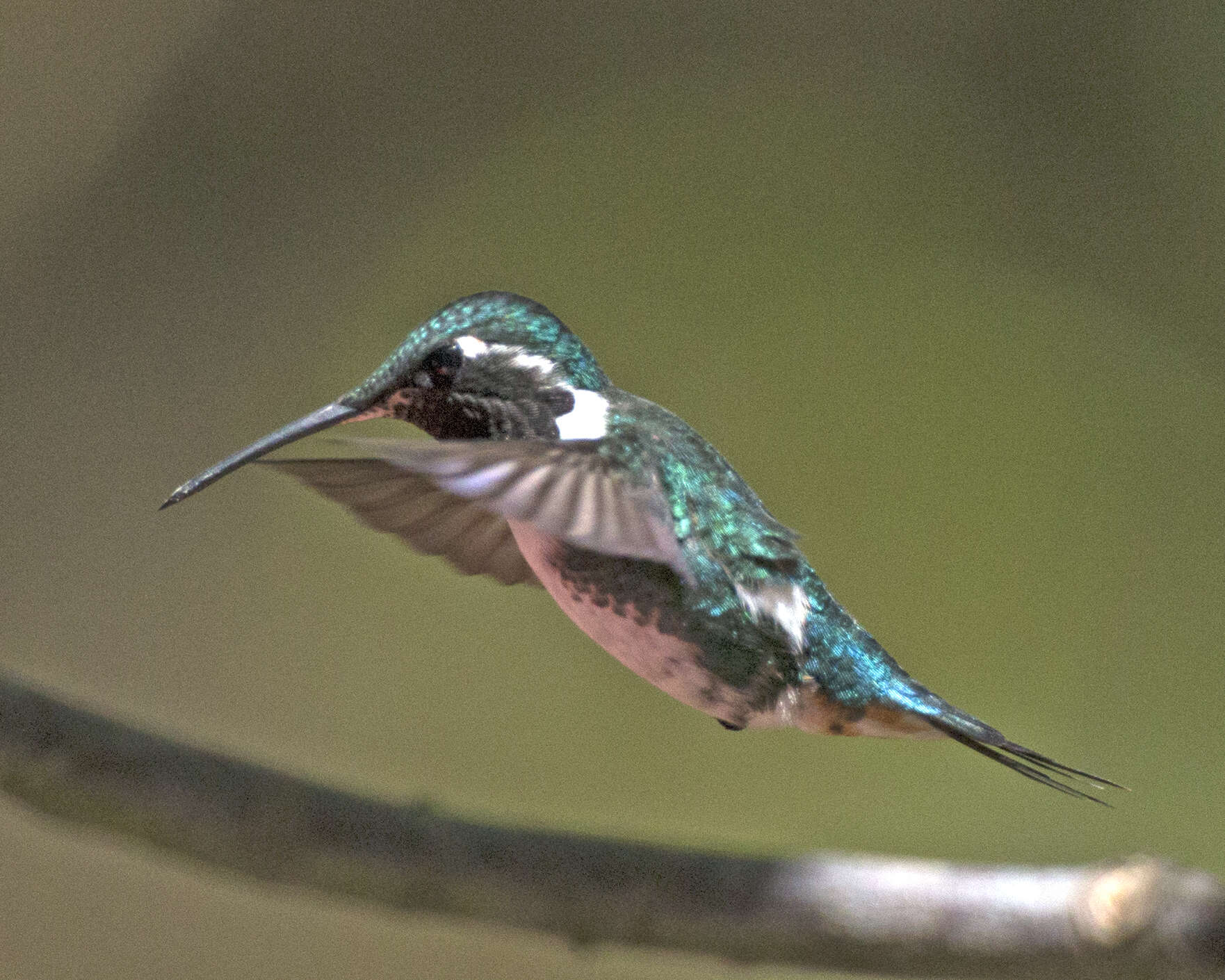 Image de Colibri de Mulsant