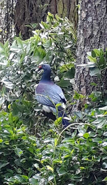 Image of Chatham Island pigeon