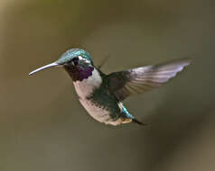 Image of White-bellied Woodstar