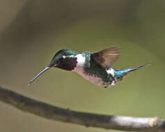 Image of White-bellied Woodstar